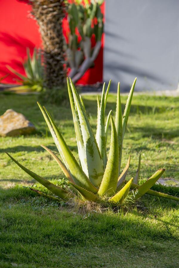 Fleurs de canne piscines privées Le Moule Exterior foto